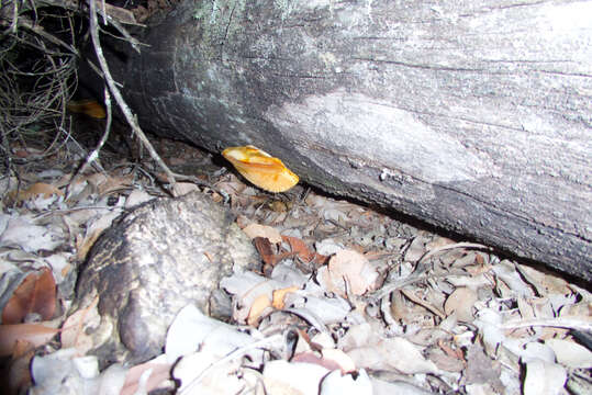 Image of Polyporus australiensis Wakef. 1914