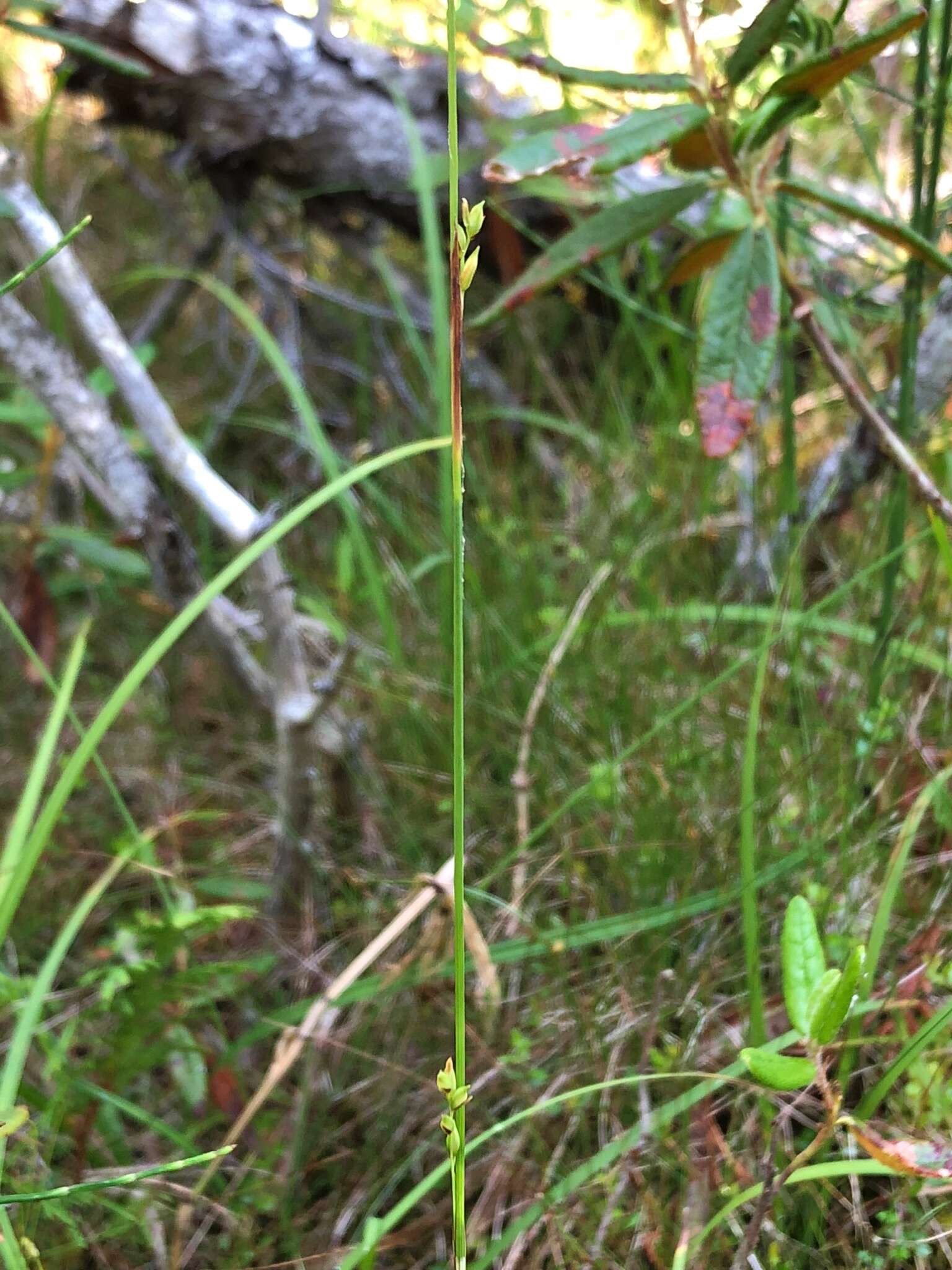 Image of Sheathed sedge