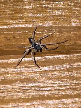 صورة Philodromus dispar Walckenaer 1826