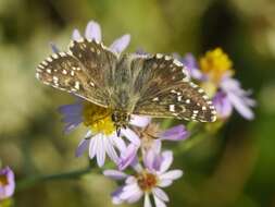 Image of oberthürs grizzled skipper