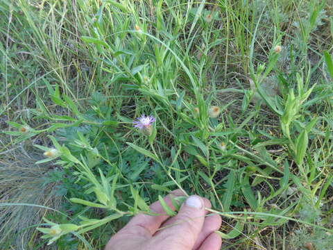 Centaurea trichocephala Bieb. ex Willd. resmi