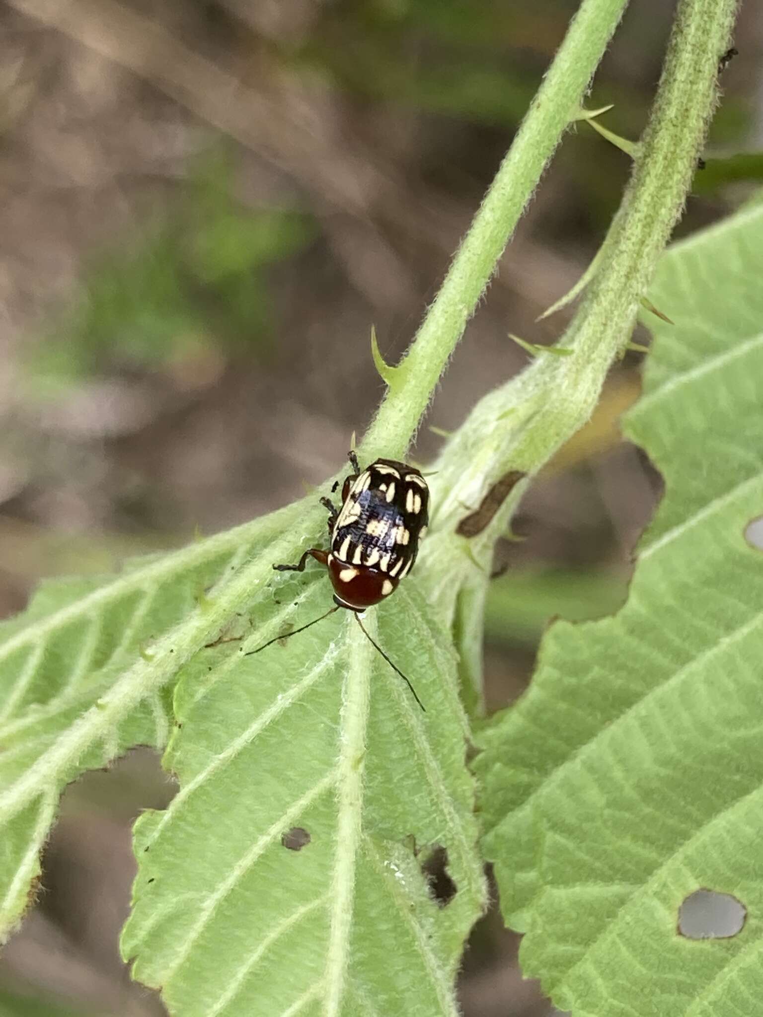 Plancia ëd Bassareus clathratus (F. E. Melsheimer 1847)