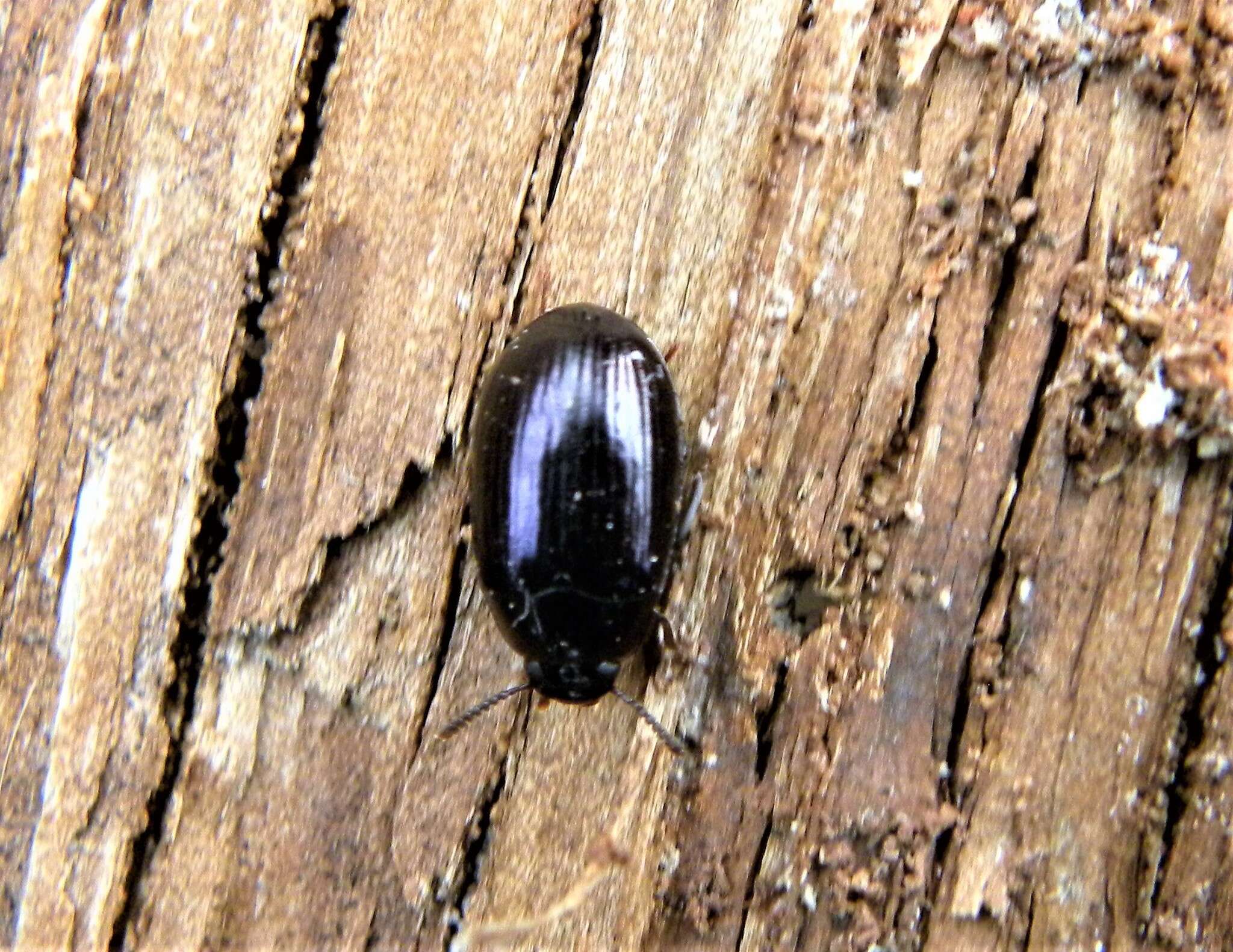 Image of Platydema violaceum