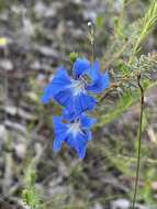 Image of Blue Lechenaultia