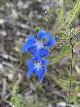 Image of Blue Lechenaultia