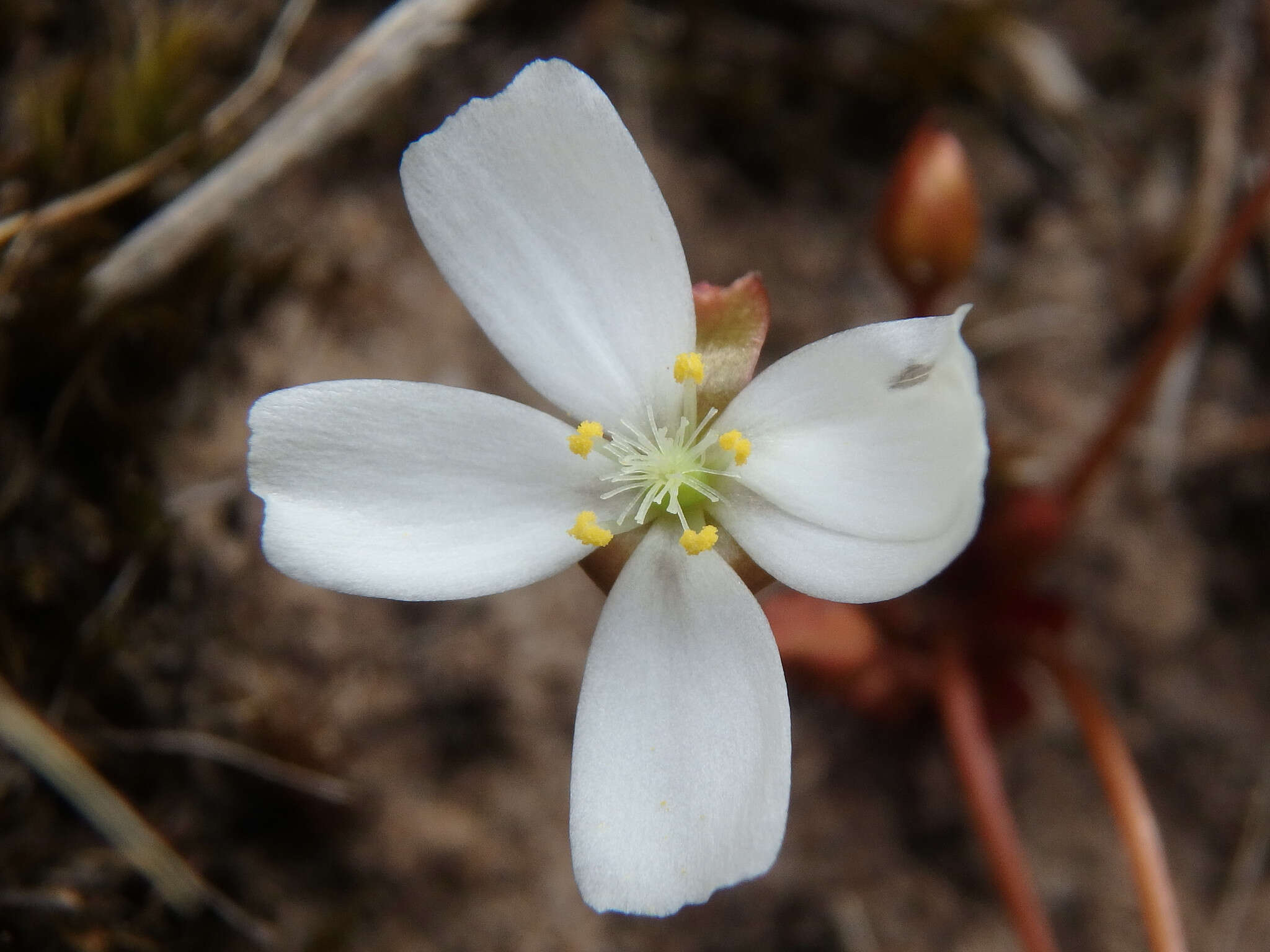 Image of Drosera praefolia Tepper