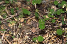 Image of Chenopodium allanii Aellen