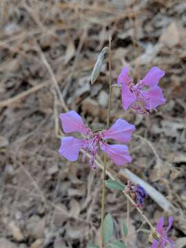 Plancia ëd Clarkia borealis E. Small