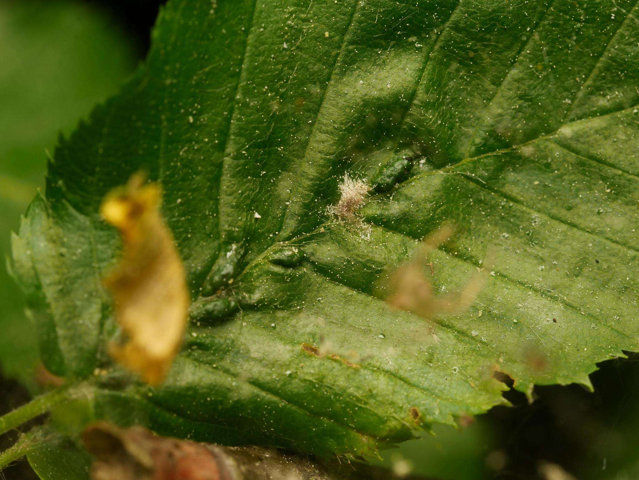 Image of <i>Aceria tenella</i>