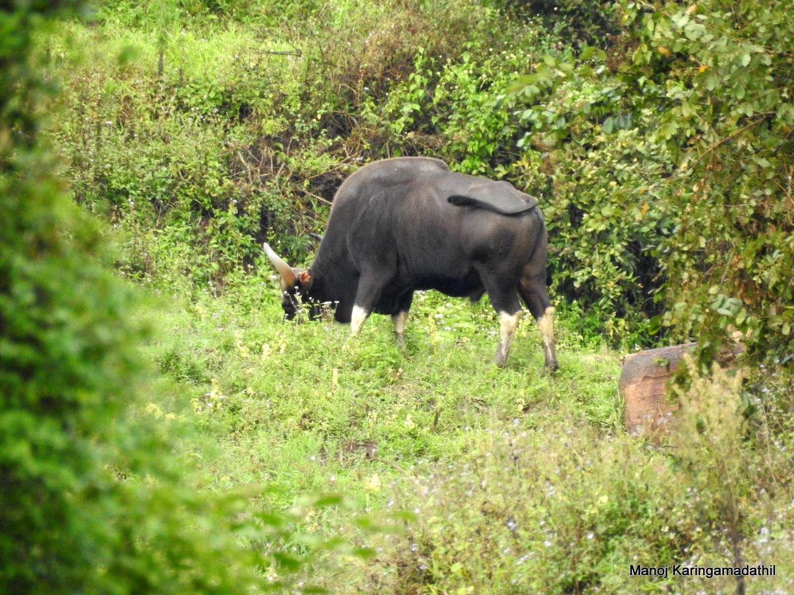 Image of Gaur