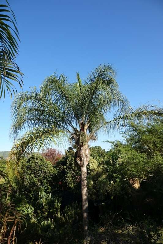 Image of queen palm