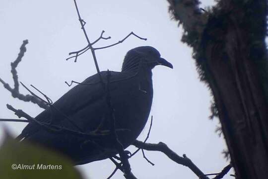 Image of Long-toed Pigeon