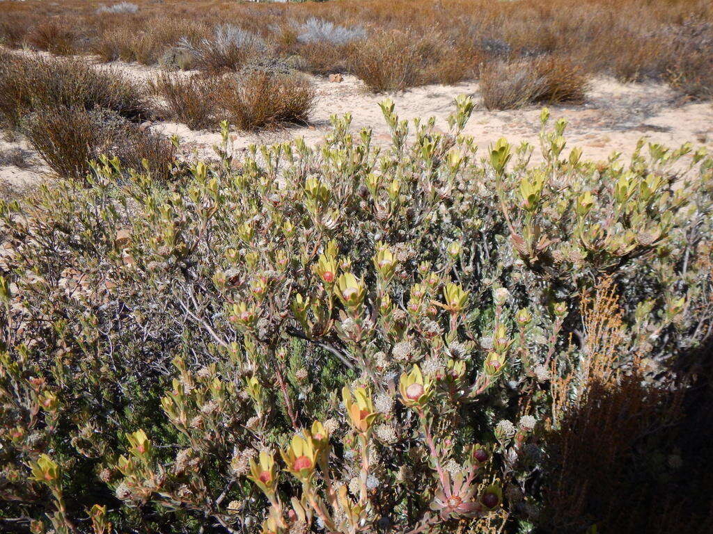 Image de Leucadendron nitidum Buek ex Meissn.