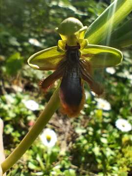 Image of Ophrys speculum subsp. lusitanica O. Danesch & E. Danesch