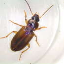 Bradycellus (Triliarthrus) atrimedeus (Say 1823) resmi