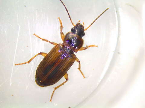 Bradycellus (Triliarthrus) atrimedeus (Say 1823)的圖片