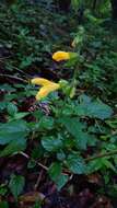 Image of Salvia japonica var. formosana Murata