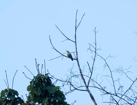 Image of Ashy-headed Green Pigeon