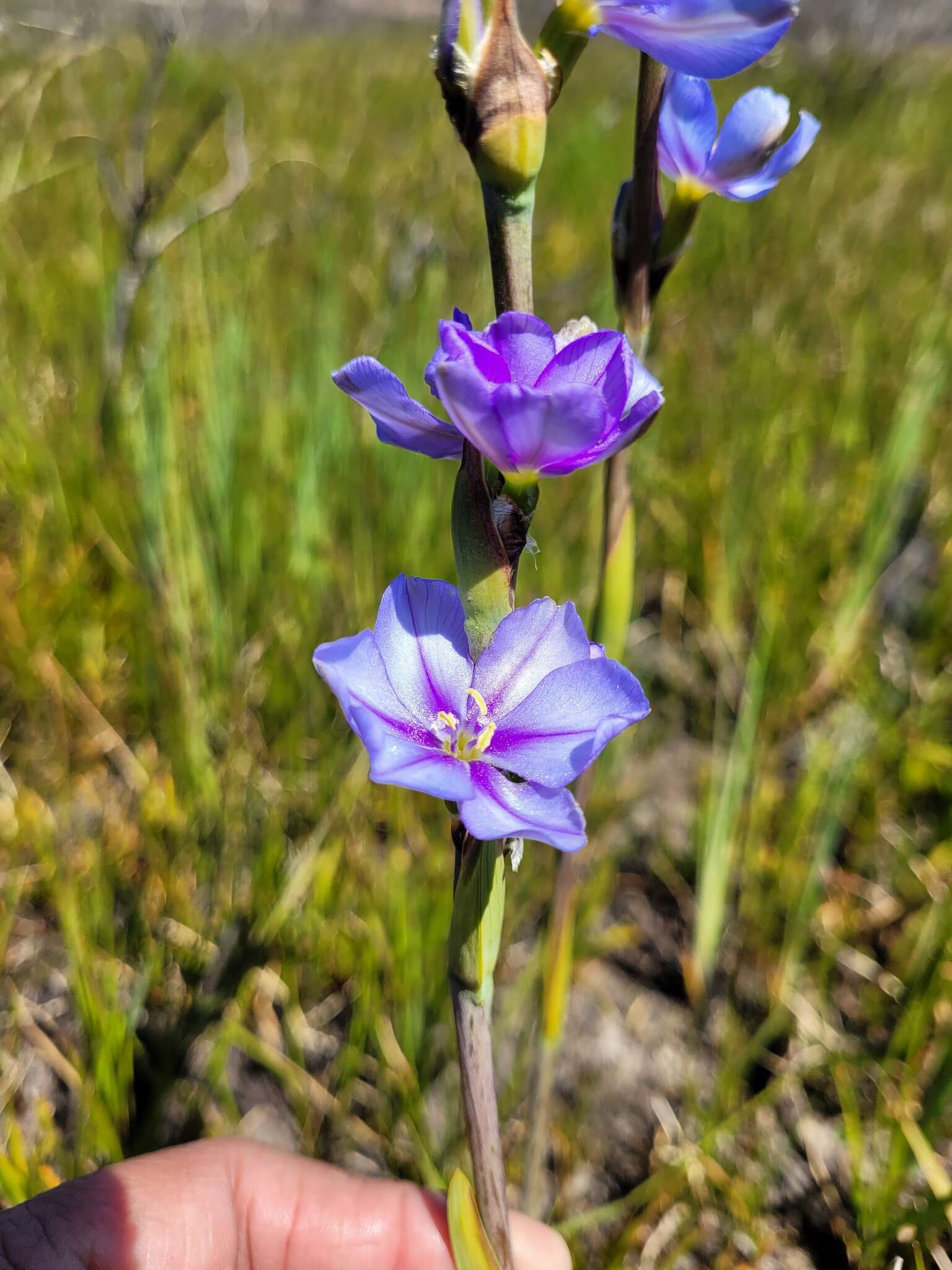 Image de Aristea cuspidata Schinz