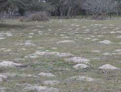 Image of Texas Pocket Gopher