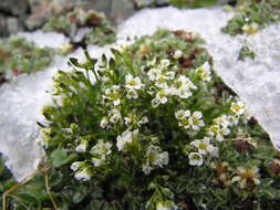 Image of Austrian draba