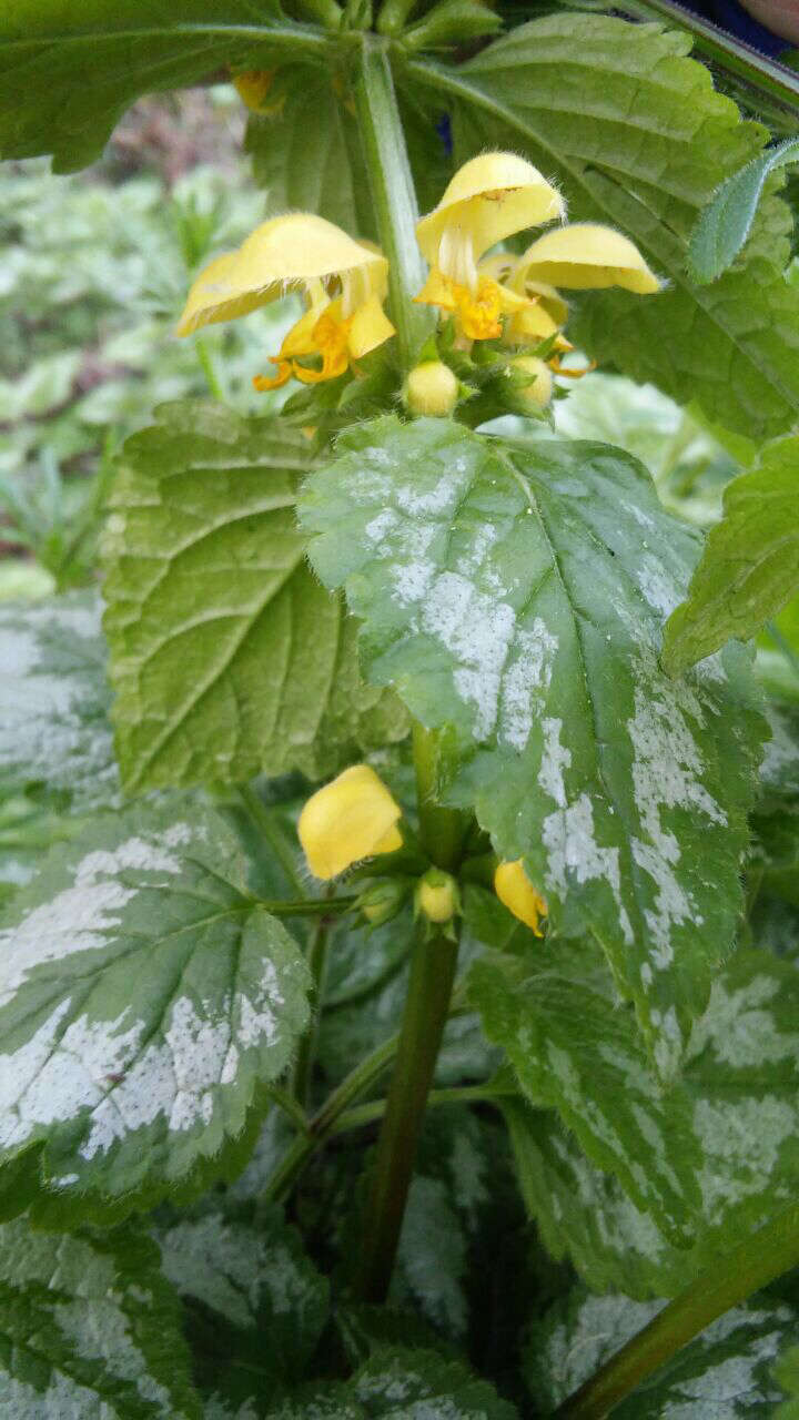 Image of Lamium galeobdolon subsp. argentatum (Smejkal) J. Duvign.