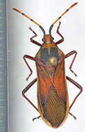 Plancia ëd Homoeocerus (Homoeocerus) annulatus (Thunberg 1822)