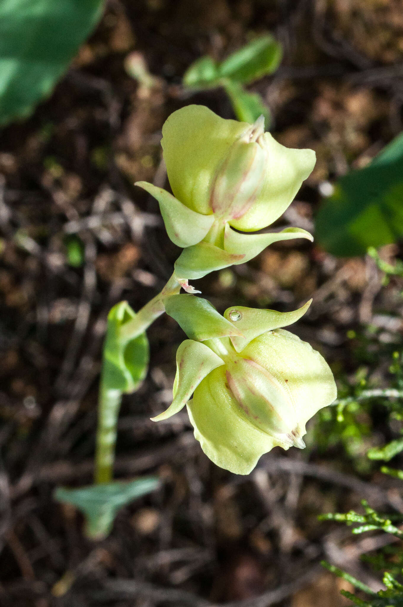 Imagem de Pterygodium catholicum (L.) Sw.