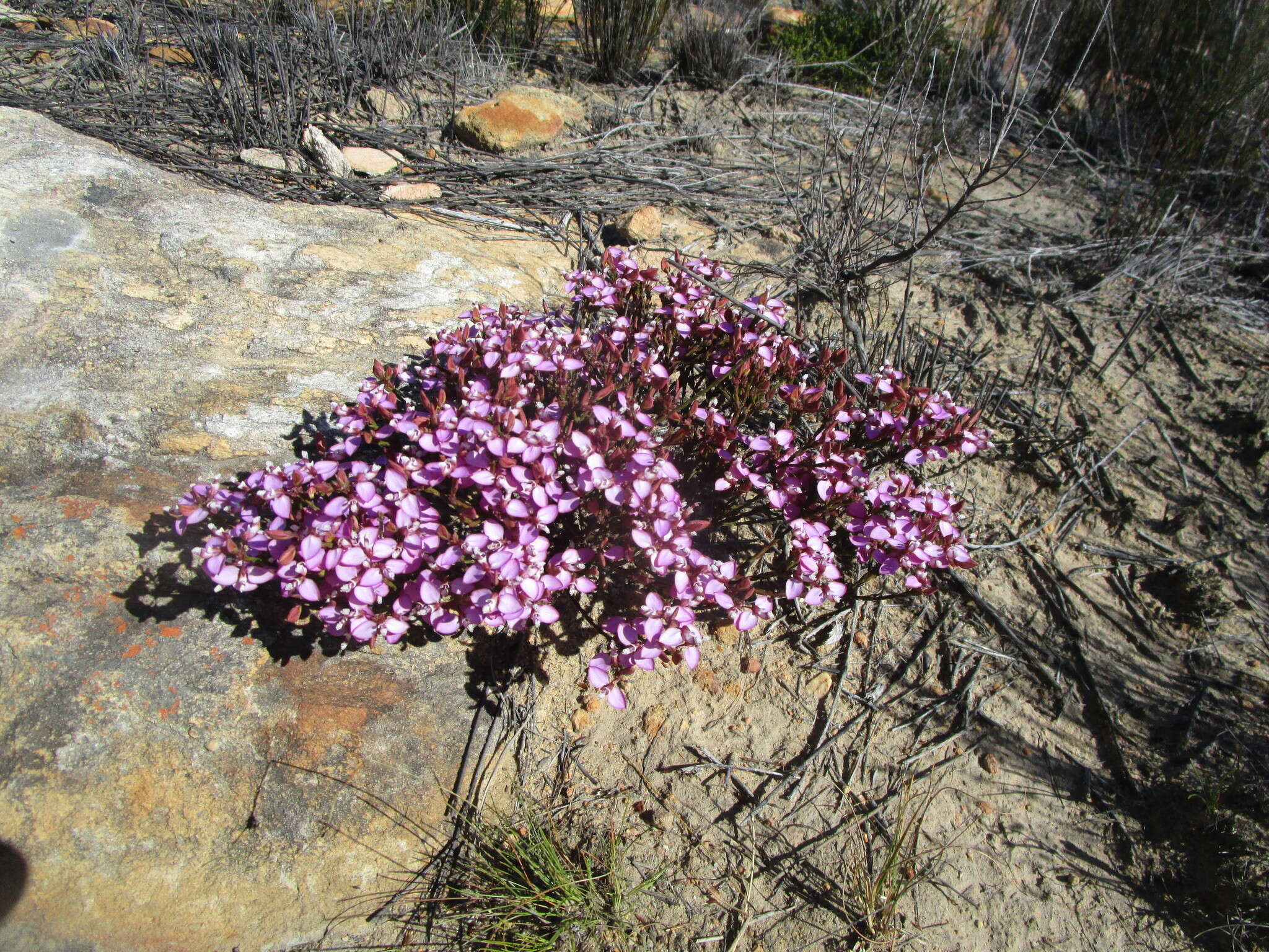 صورة Polygala microlopha var. microlopha