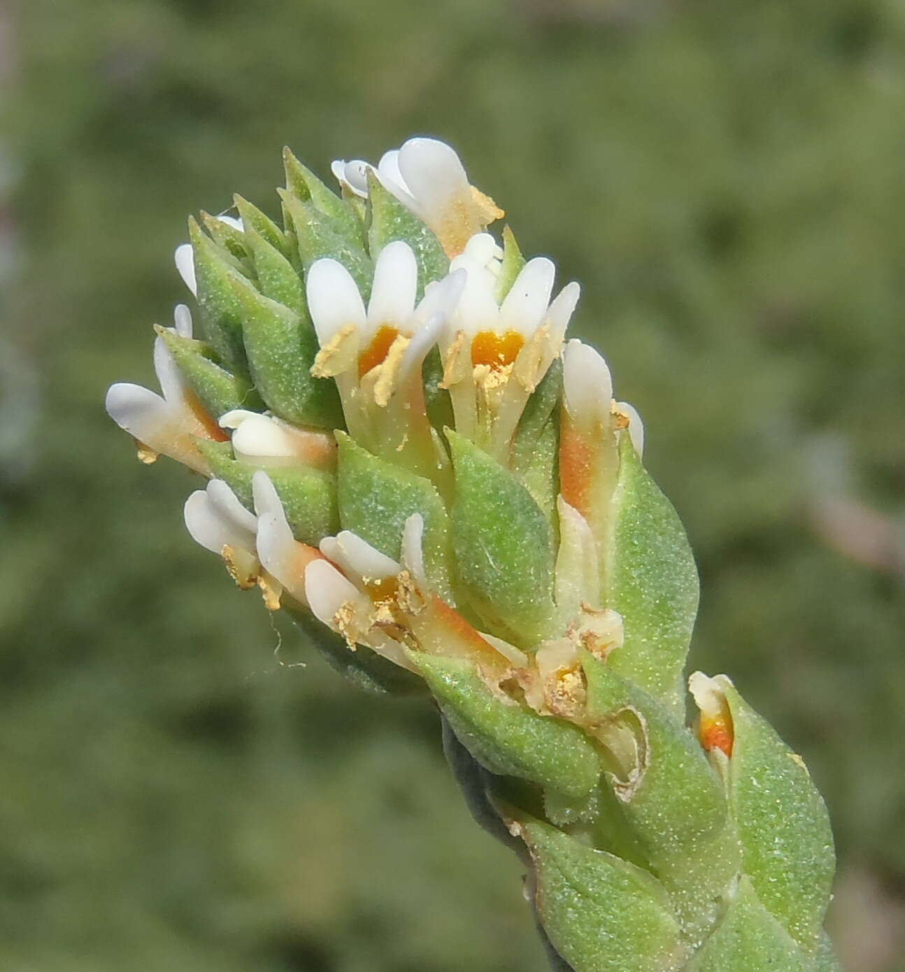 Sivun Hebenstretia cordata L. kuva