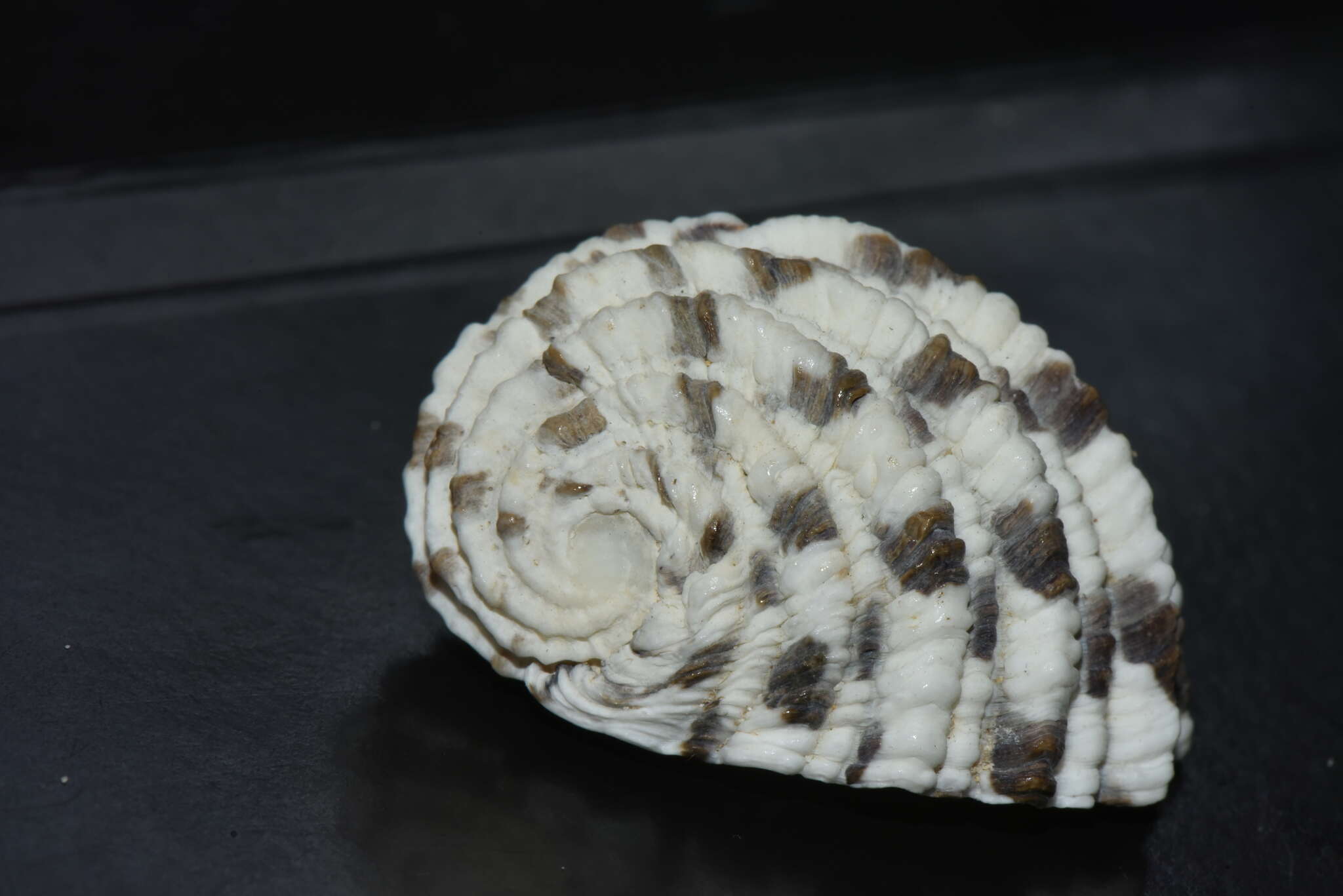 Image of textile nerite