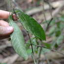 Image de Psychotria marginata Sw.