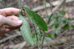Image of Psychotria marginata Sw.