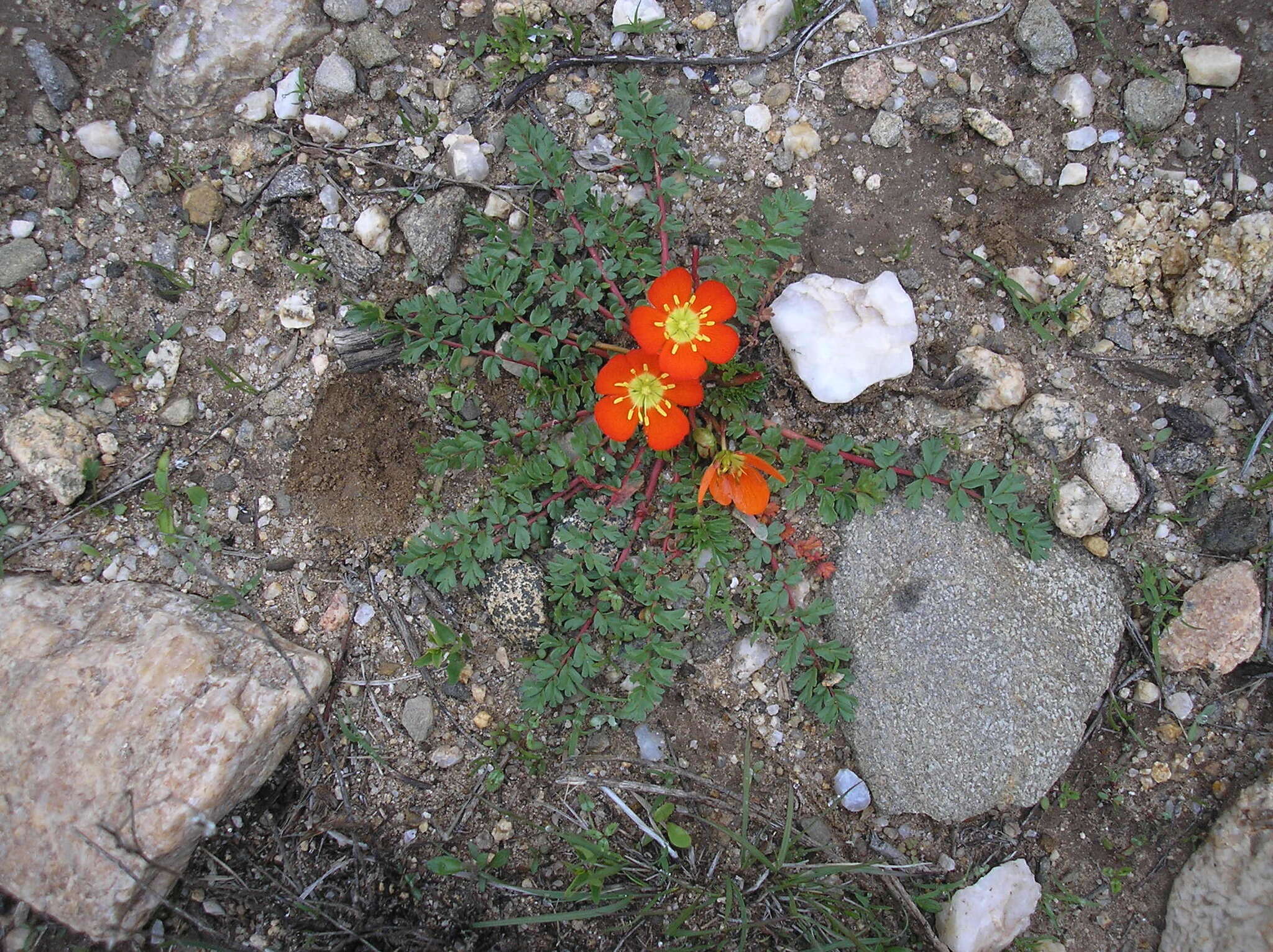 Imagem de Hypseocharis pimpinellifolia Remy