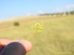 Image of Reseda stricta Pers.