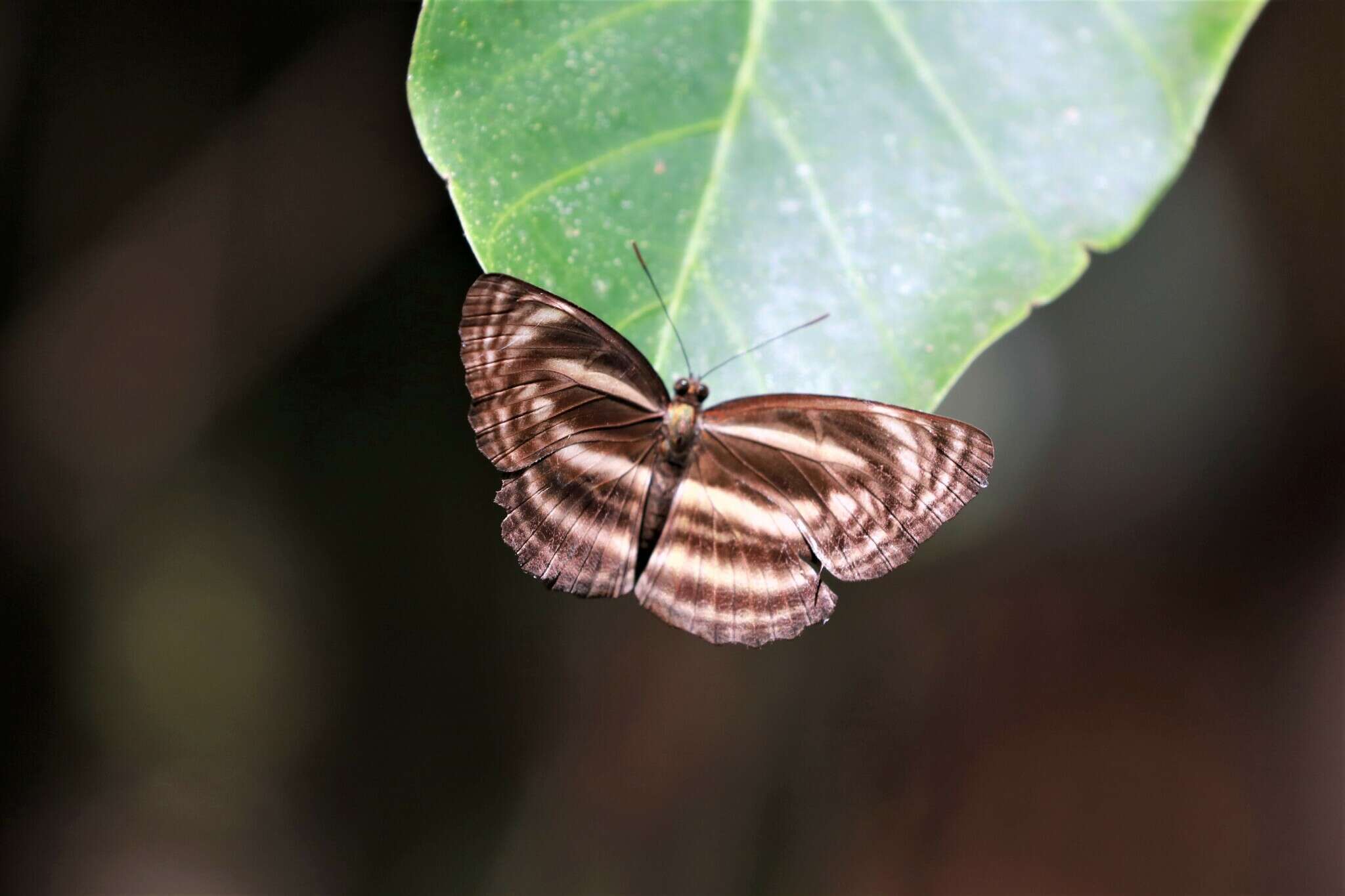 Image of Neptis omeroda Moore 1874