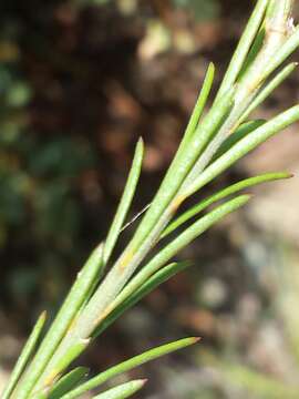 Image of Polygala longeracemosa H. Perrier