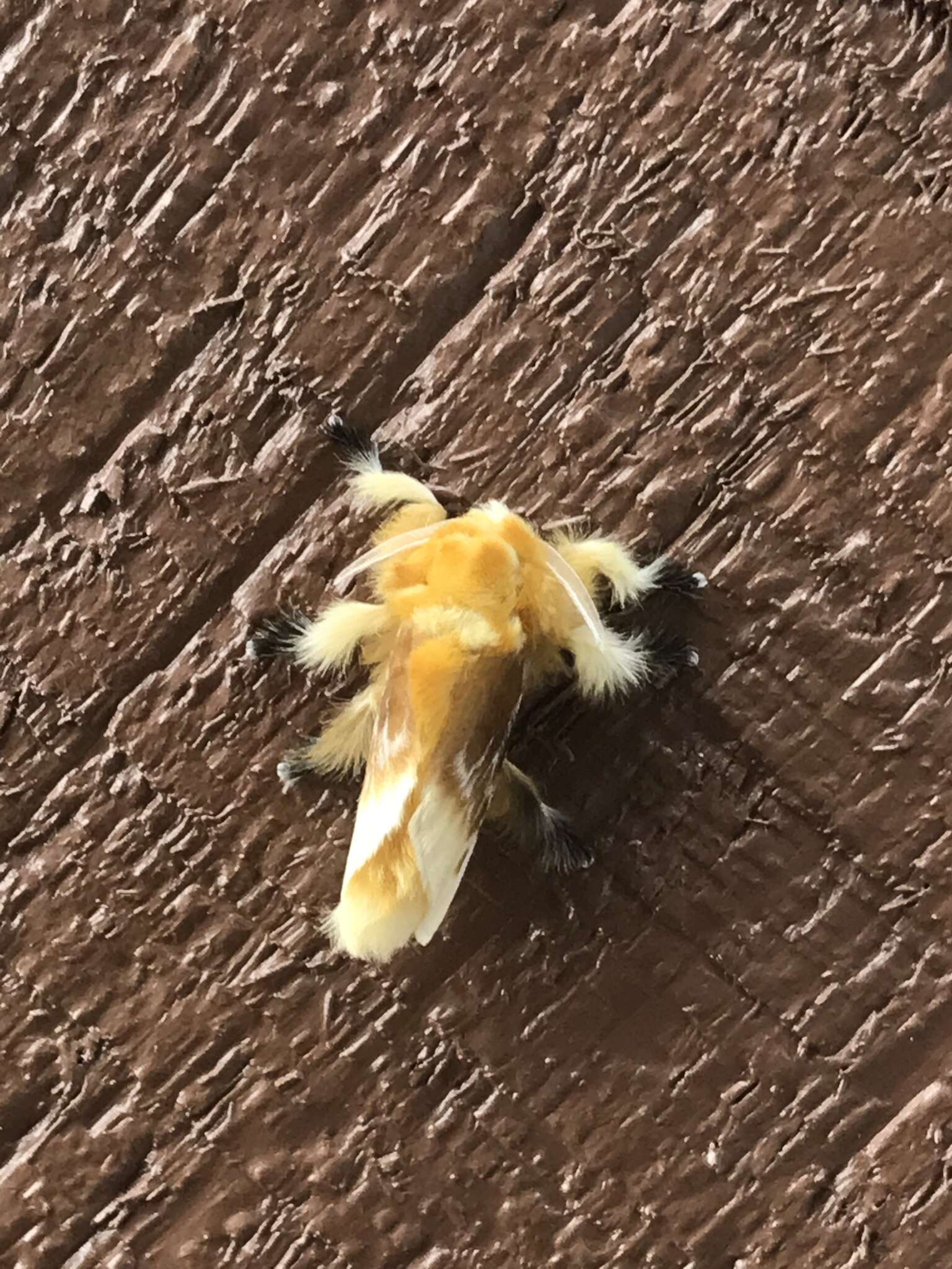 Image of Southern Flannel Moth