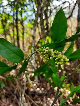 Image of Talisia esculenta (A. St.-Hil.) Radlk.