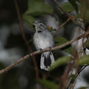 Image of Pectoral Antwren