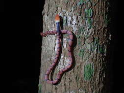 Siphlophis compressus (Daudin 1803) resmi