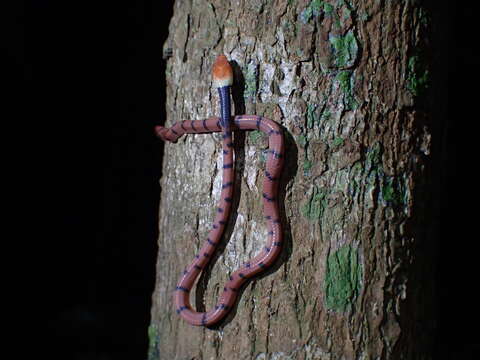 صورة Siphlophis compressus (Daudin 1803)