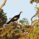 Image of Red-throated Piping Guan