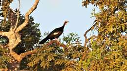 Image of Red-throated Piping Guan