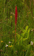 Image of Satyrium coriophoroides A. Rich.