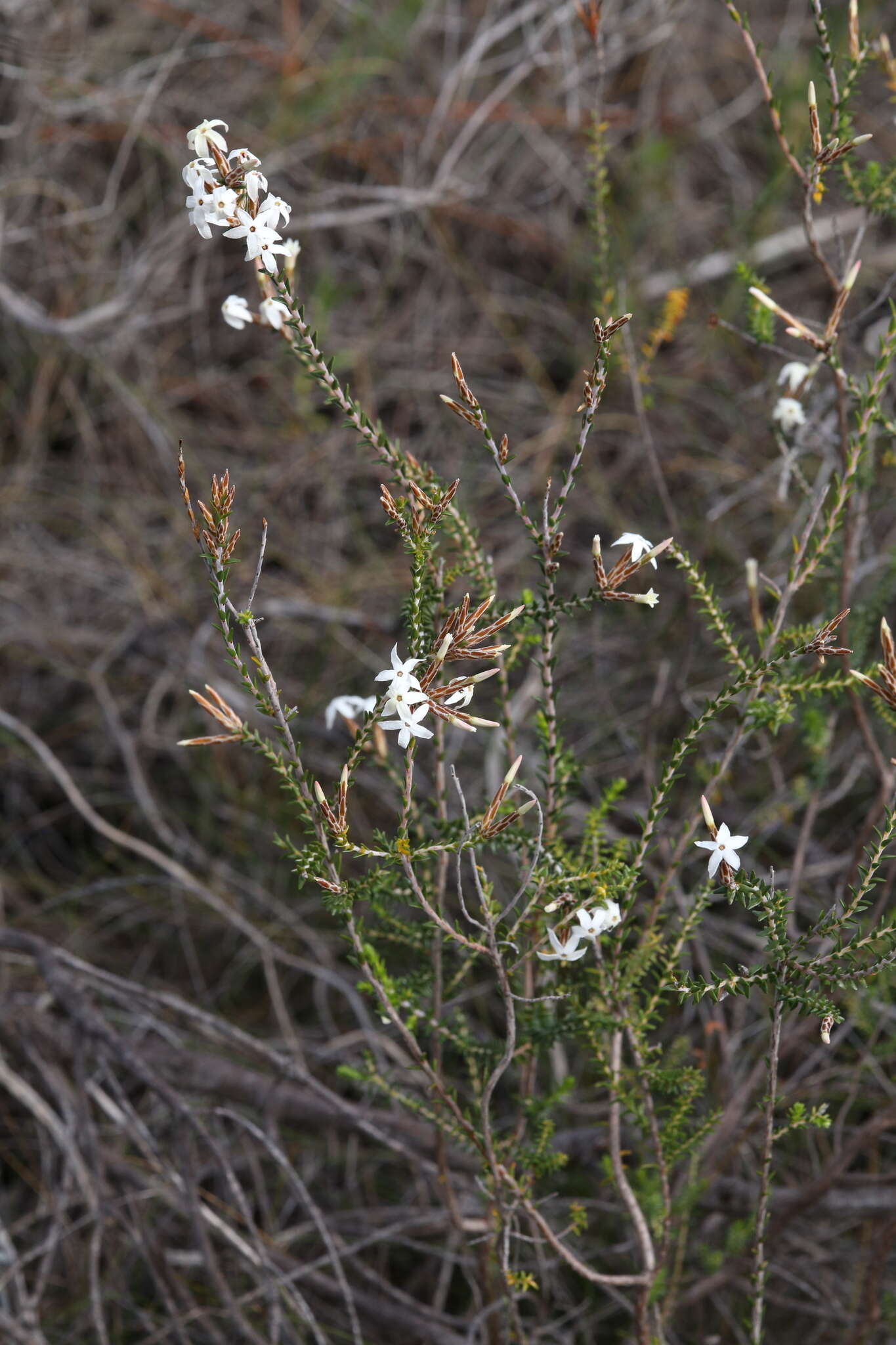 Image of Lysinema pentapetalum R. Br.