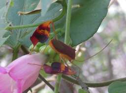 Image of Flag-footed Bug