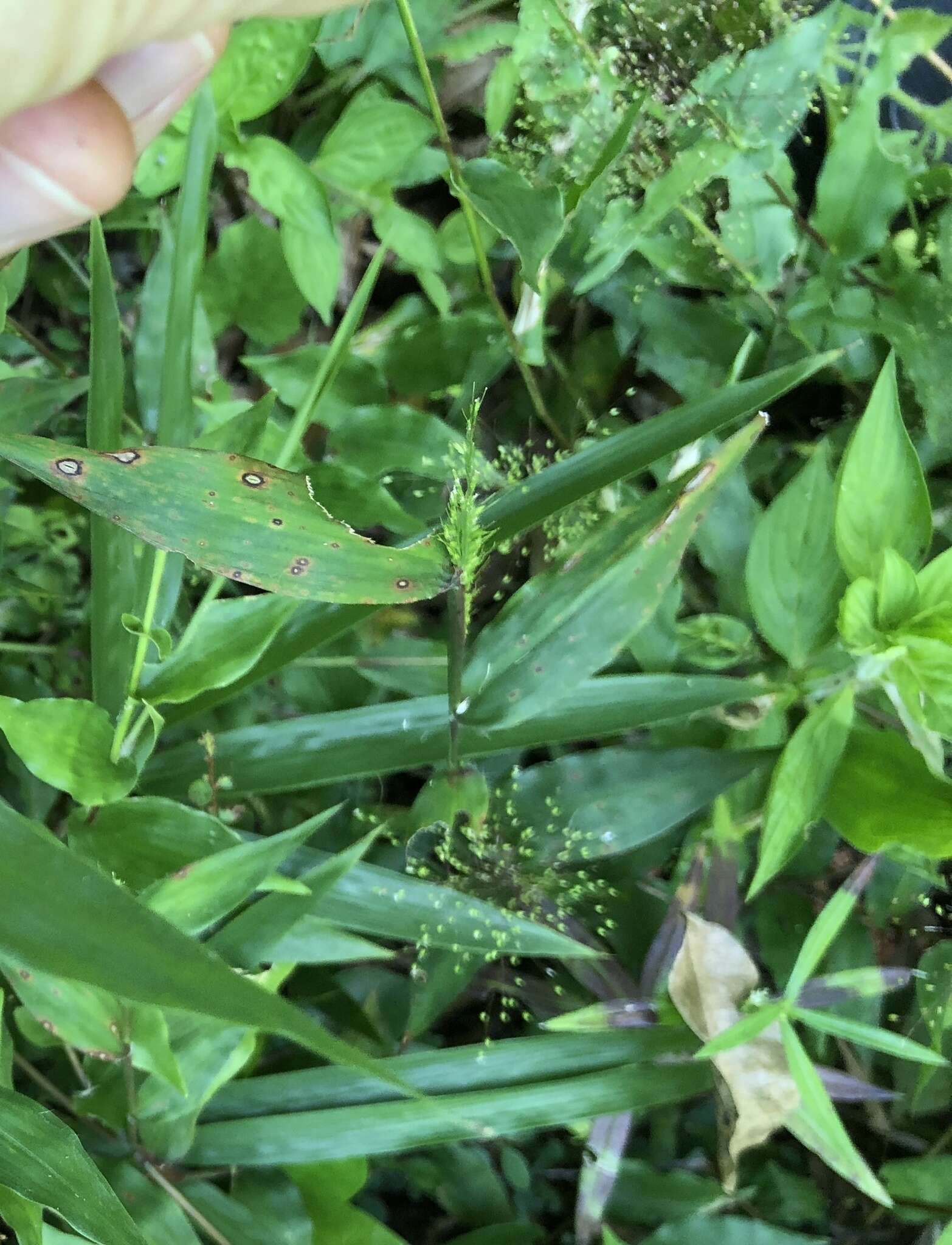 Image of Panicum brevifolium L.