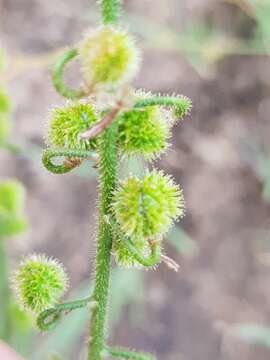 Слика од Trachyandra erythrorrhiza (Conrath) Oberm.