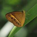 Image of Orange Bush-brown